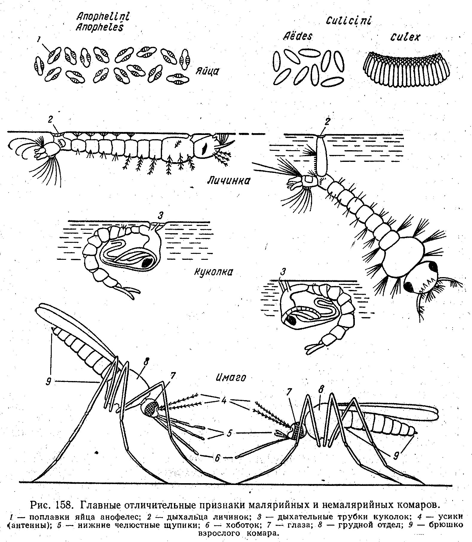 Какое развитие у малярийного комара. Личинка анофелес строение. Строение куколки комара анофелес. Стадии развития малярийного комара. Куколка малярийного комара строение.