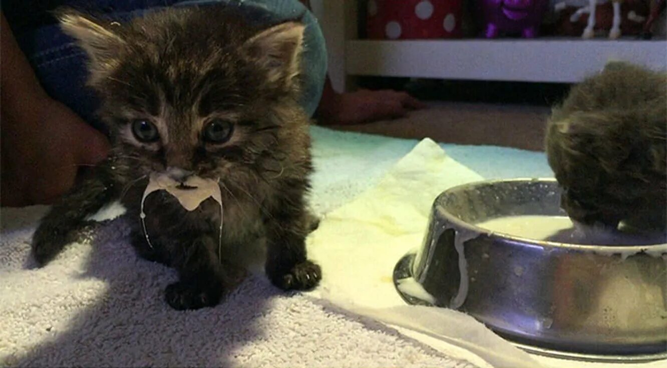 Кот в молоке. Котенок испачкался. котенок в сметане. кот испачкался в сметане. котенок в молоке.