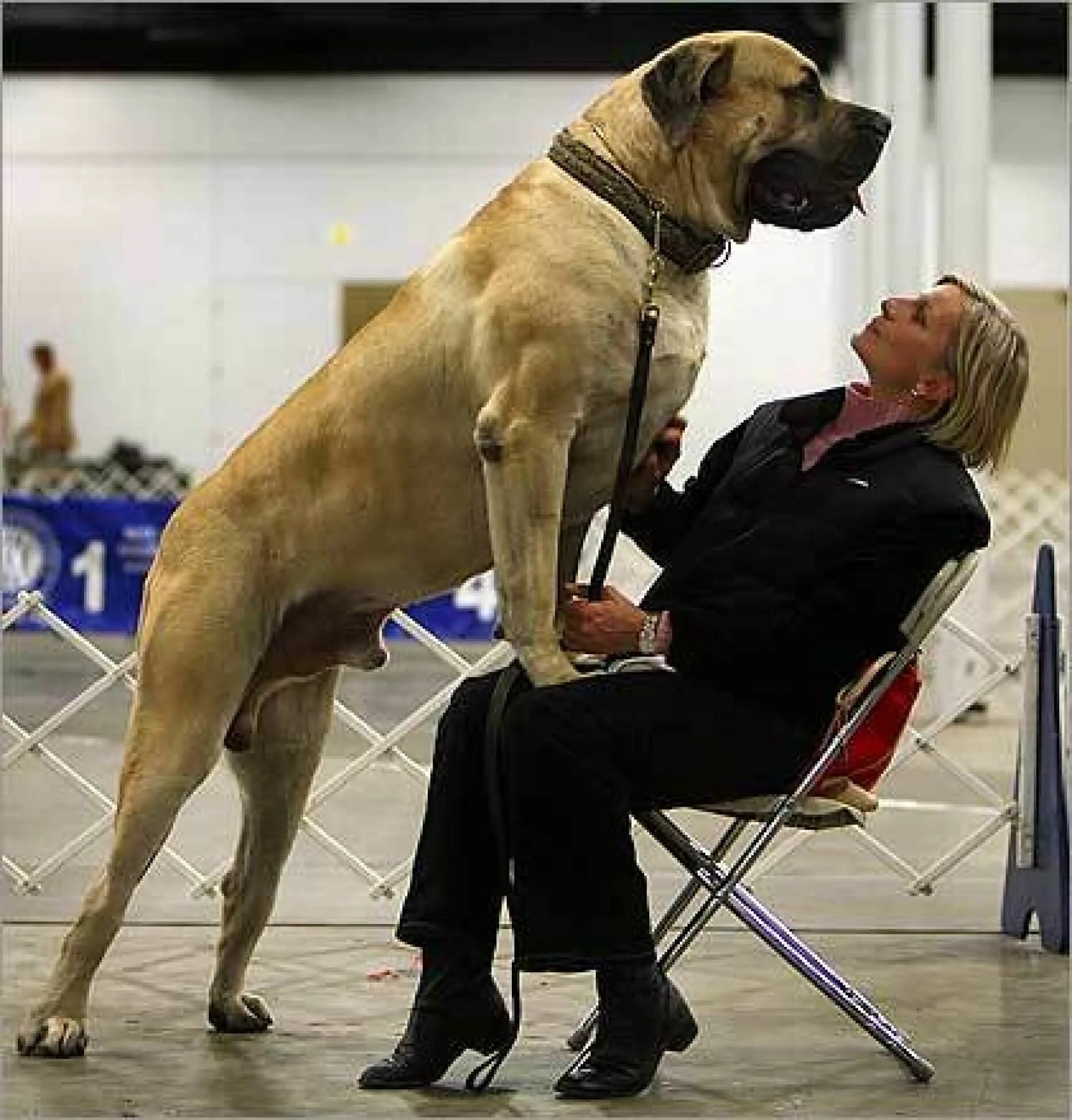 21 dogs