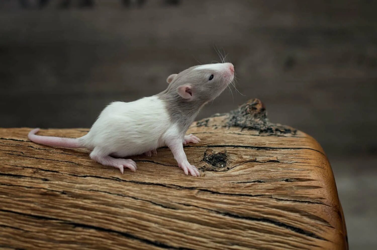 Щур крыса. Крыса землеройка. Hyorhinomys stuempkei. Африканские хомяковые крысы. Вид крысы пасюк.