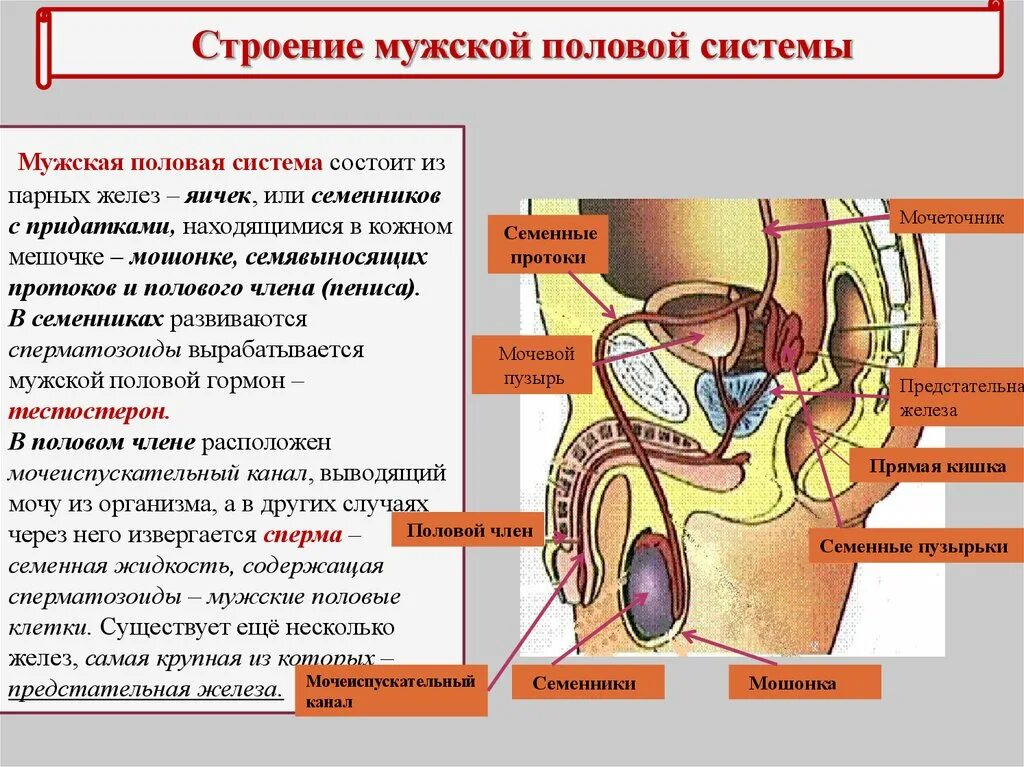 Репродуктивные органы мужчины. Строение мужской репродуктивной системы анатомия. Мужская половая система структура и функции. Строение и функции мужских половых органов кратко. Мужская половая система кратко анатомия таблица.