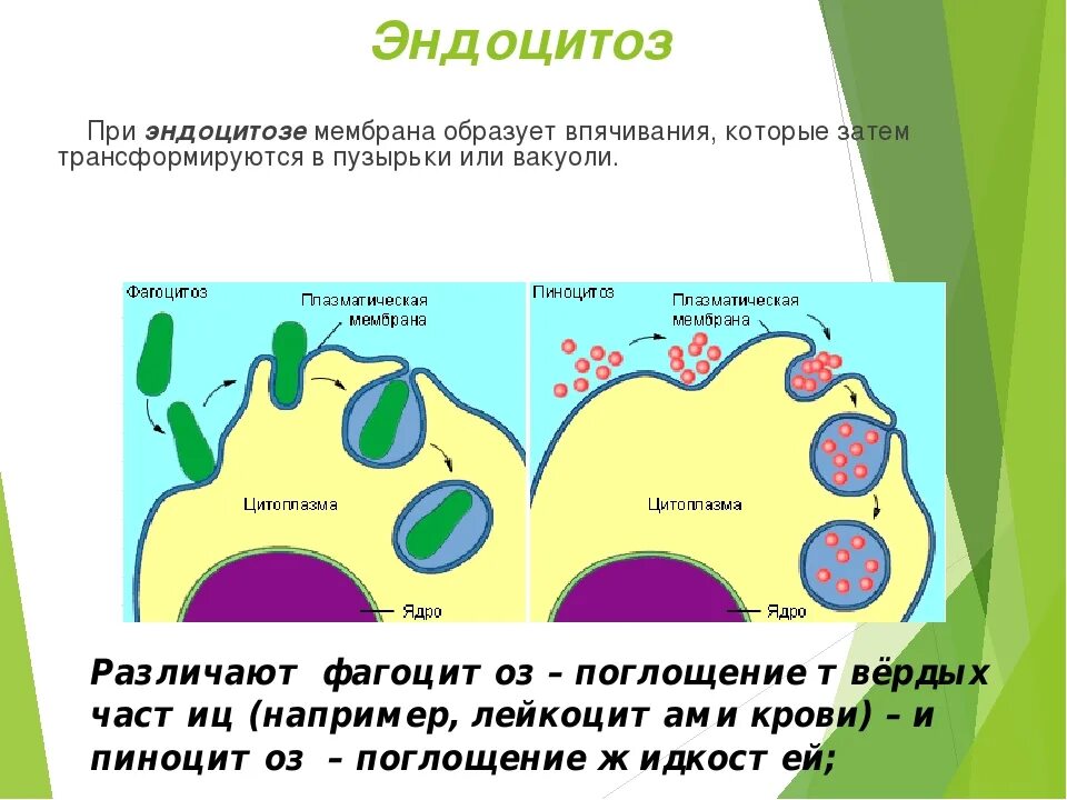 Экзоцитоз и эндоцитоз плазматическую мембрану. Фагоцитоз и эндоцитоз. Пиноцитоз эндоцитоз экзоцитоз. Эндоцитоз и пиноцитоз.