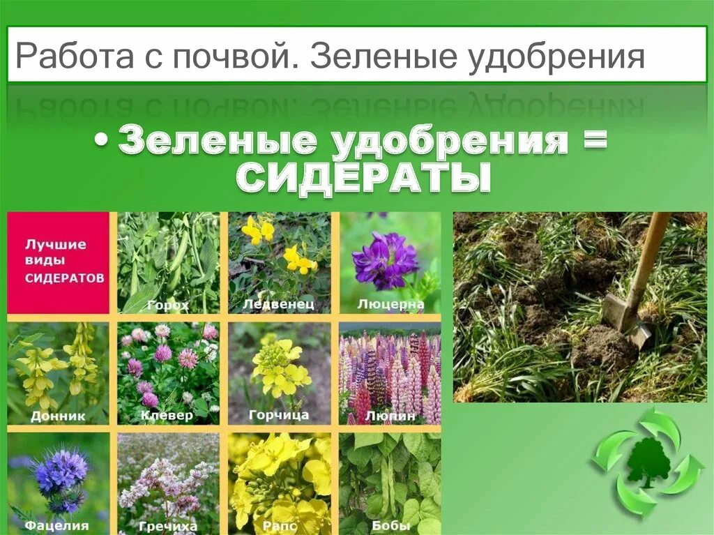 Какое растение используется