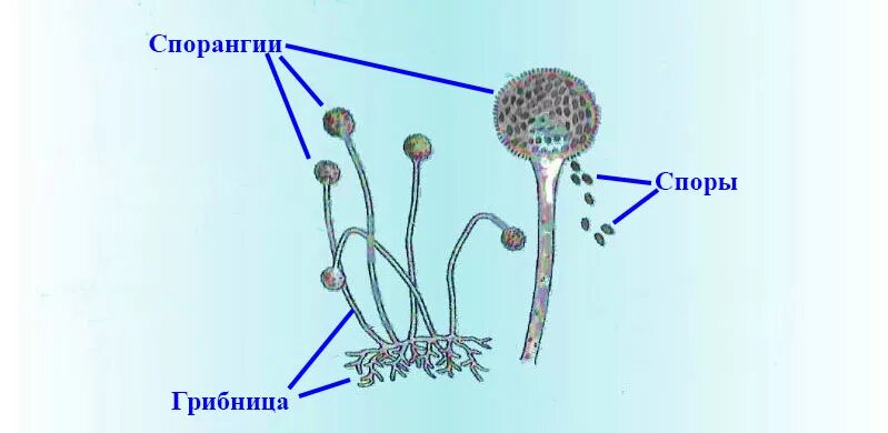 Что значит споры грибов. Мицелий мукора. Строение плесневого гриба мукора. Строение плесневого гриба мукор. Споры гриба мукора.