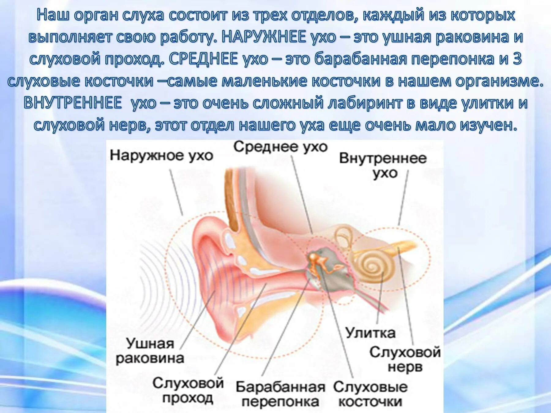 Орган слуха состоит из отделов. Как устроен орган слуха. Орган слуха 3 класс окружающий мир. Уши орган слуха 3 класс окружающий мир. Доклад на тему орган слуха.