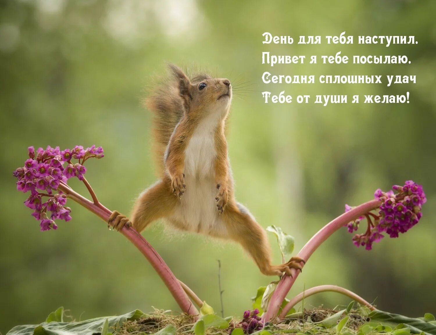 Странное сегодня утро. Смешные белки. нежная белка. доброе утро с белками. белка и цветы.