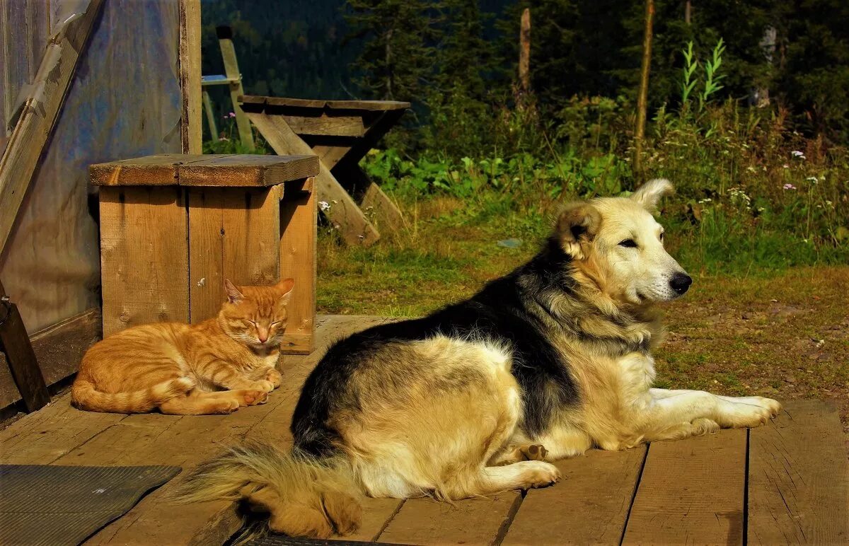 татьяна дерий-кубарева художник. деревенский домик. живет под крылечком. живет под крылечком. женщина в деревенском доме.