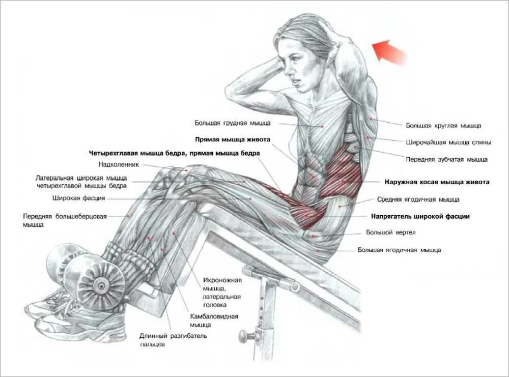 Поперечная мышца живота как накачать. Подъем туловища в римском стуле. Пресс Римский стул техника выполнения. Подъем туловища на наклонной скамье. Подъем корпуса на римском стуле.