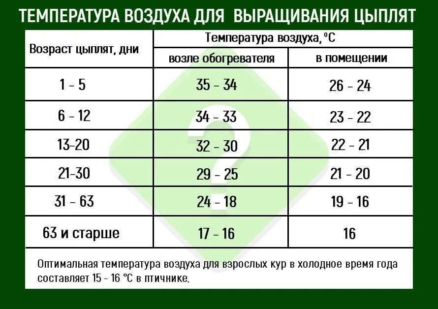 Температура курицы несушки. Режим температуры в брудере для цыплят. Температурный режим выращивания цыплят кур несушек. Температурный режим для цыплят несушек. Температура в брудере для цыплят бройлеров таблица.