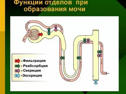 Экспериментатор изучал процесс образования мочи