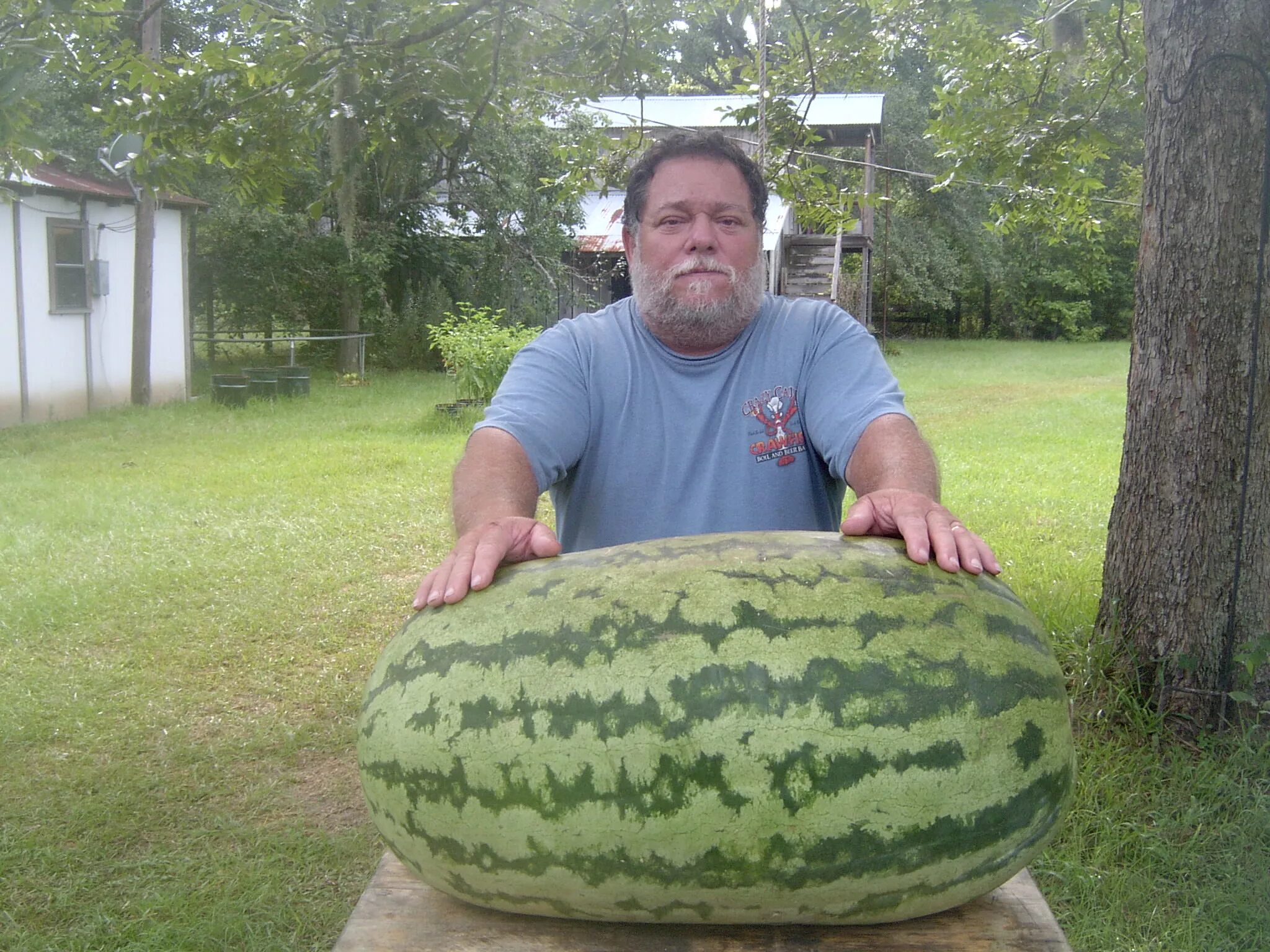 Широкий арбуз. Giant Watermelon. Огромный Арбуз. Самый большой Арбуз. Арбуз великан.