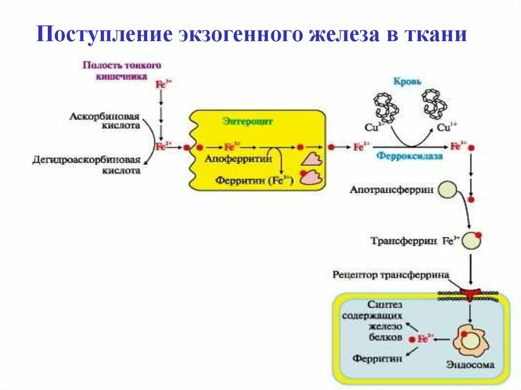 Обмен железа в печени. Поступление экзогенного железа в ткани схема. Схема метаболизма железа в организме. Механизм поступления железа в организме. Схема обмена железа в организме биохимия.