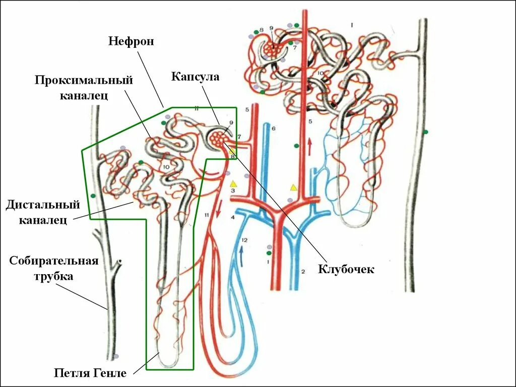 Проксимальный каналец нефрона гистология. Кровоснабжения почек и нефронов. Канальцы нефрона гистология. Дистальный каналец нефрона. Капсулы нефронов находятся в мозговом