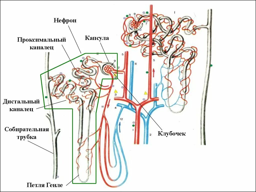Собирательные трубочки пирамид. Проксимальный каналец нефрона гистология. Кровоснабжения почек и нефронов. Канальцы нефрона гистология. Кровообращение нефрона.