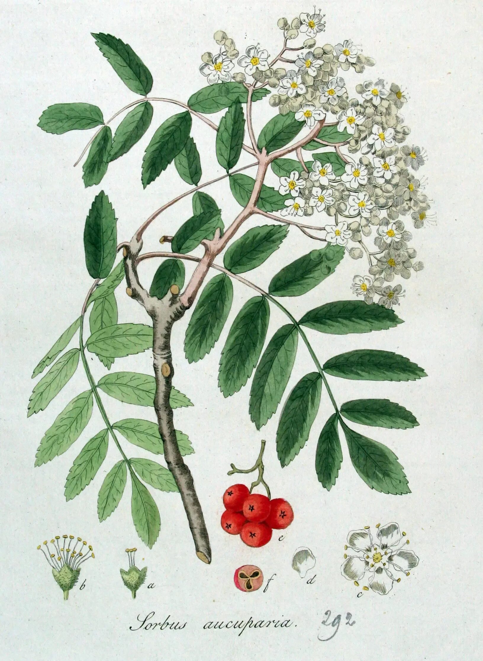 Рябина листья плоды. Рябина обыкновенная Sorbus aucuparia. Sorbus aucuparia побег. Рябина обыкновенная ботаника. Рябина обыкноовенная "гербарий".