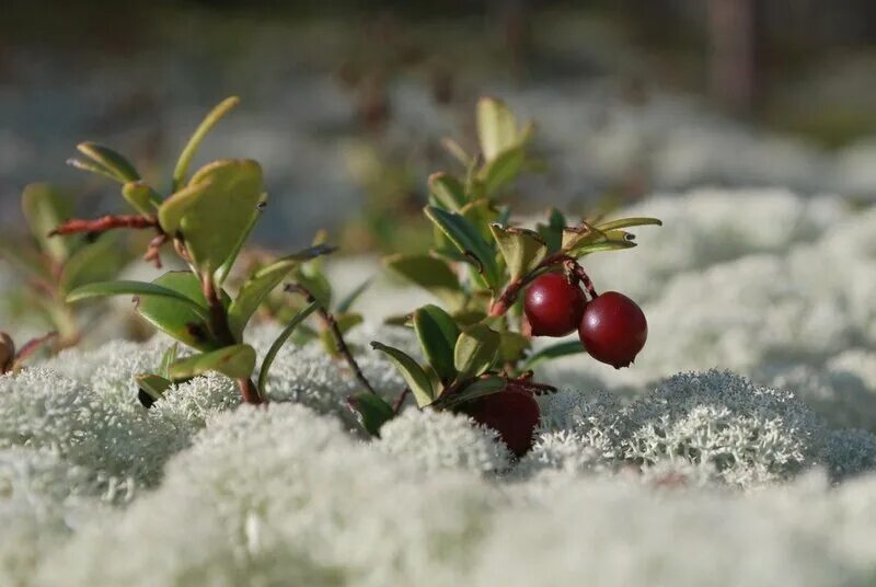 Брусника в снегу. Брусника кустарник зимой. Клюква зимой. Куст брусники. Ягоды под снегом.