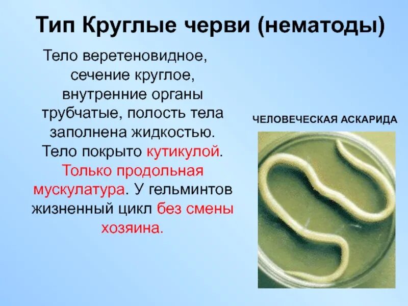 Тип круглые черви образ жизни. Круглые черви класс нематоды. тип круглые черви нематоды. типы круглых червей. класс нематоды представители.