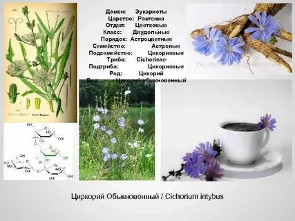 Царство травы и цветов 3 буквы