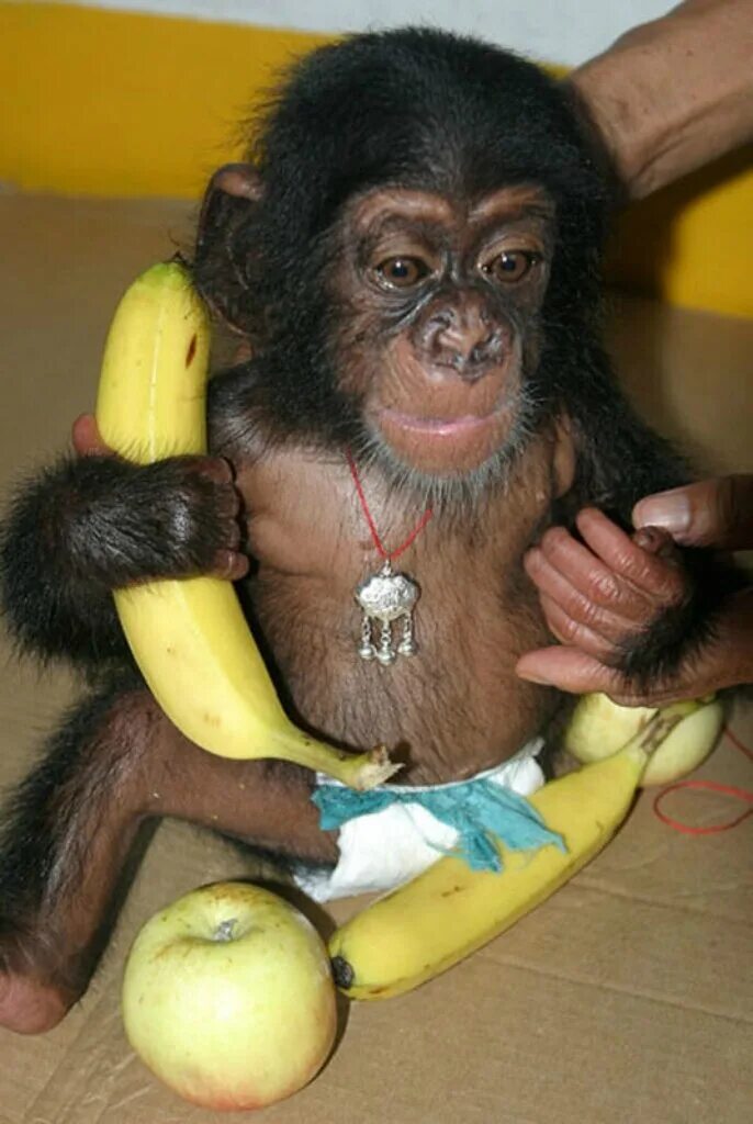 Обезьяна с бананом. Obezyano s bansnom. Бибизьяна с бонаном. Обезьяна ест. Про обезьян и бананы