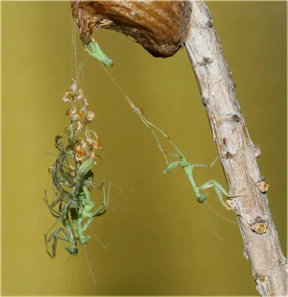 Личинки богомолов. Коконы богомолов. Оотека богомола. Вылупились богомолы. Вылупились богомолы.