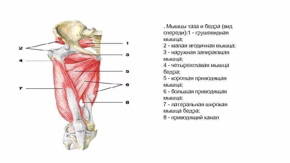 Мышцы бедра спереди