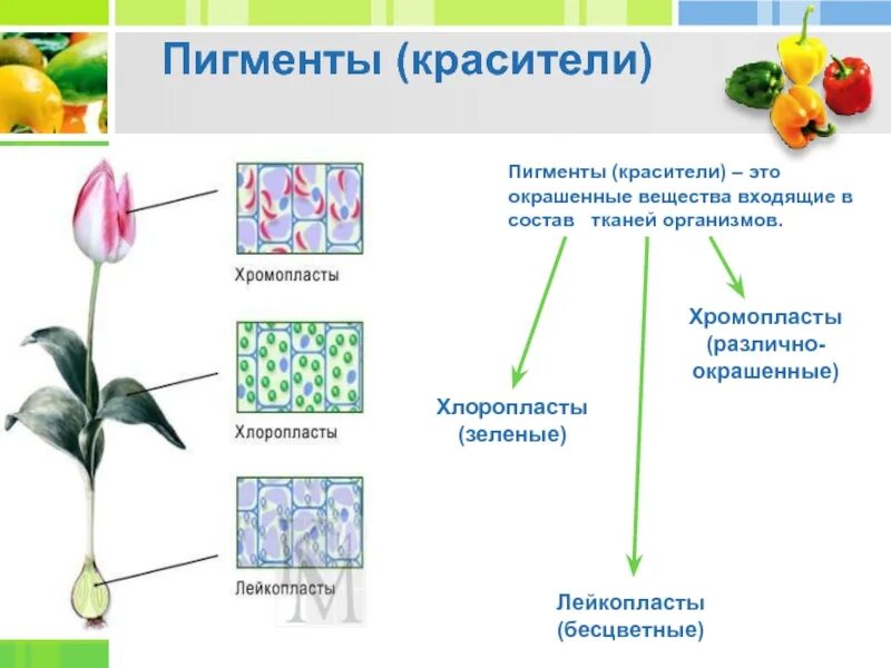 Пигменты цвета в растениях. Пигменты это в биологии. Пигменты растений. Пигменты растительной клетки. Клеточные пигменты биология.