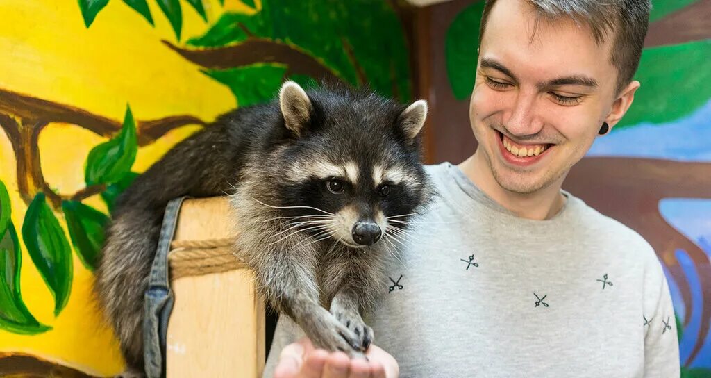 Крупнейшая выставка енотов петербурга «енотовиль». Енот сергиев посад. Еноты спб контактный зоопарк. Дом енотов. Питер кафе с енотами.