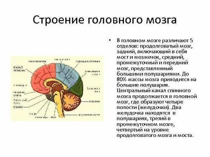 Головной мозг передний и задний отдел