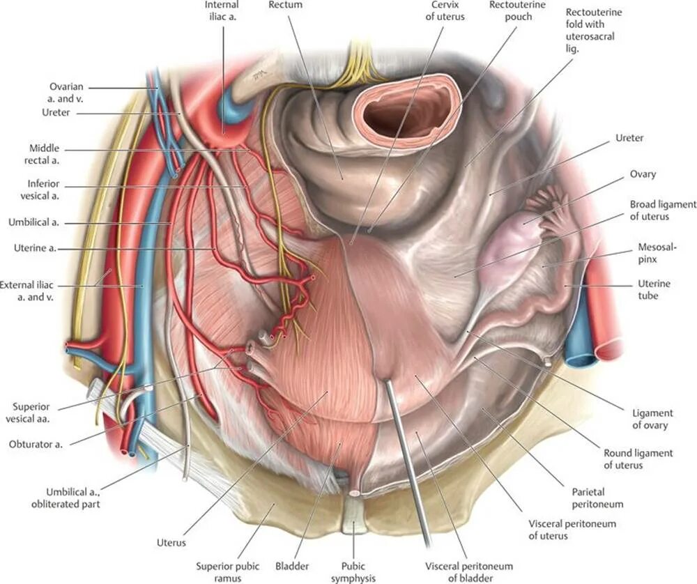 Связка подвешивающая яичник. Таз Неттер.