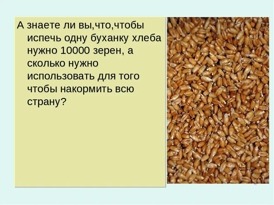 Количество собранного зерна. Сколько зерна нужно на одну буханку хлеба. Сколько пшеницы нужно на 1 булку хлеба. Сколько нужно пшеницы на 1 буханку хлеба. 10000 Зерен.