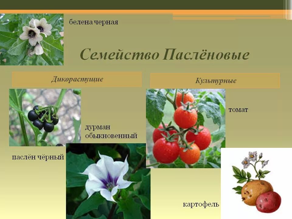 Растения семейства пасленовых ответ. Семейство Пасленовые. Семейство Пасленовые представители. Представители пасленовых растений. Семейство двудольных семейство Пасленовые.