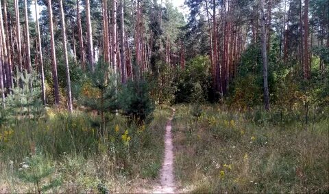 Ковровское лесничество
