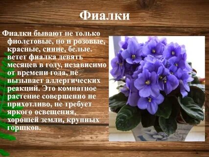 Фиалка комнатная описание