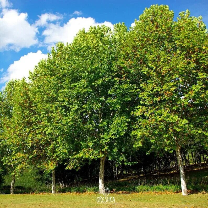 Tree 40