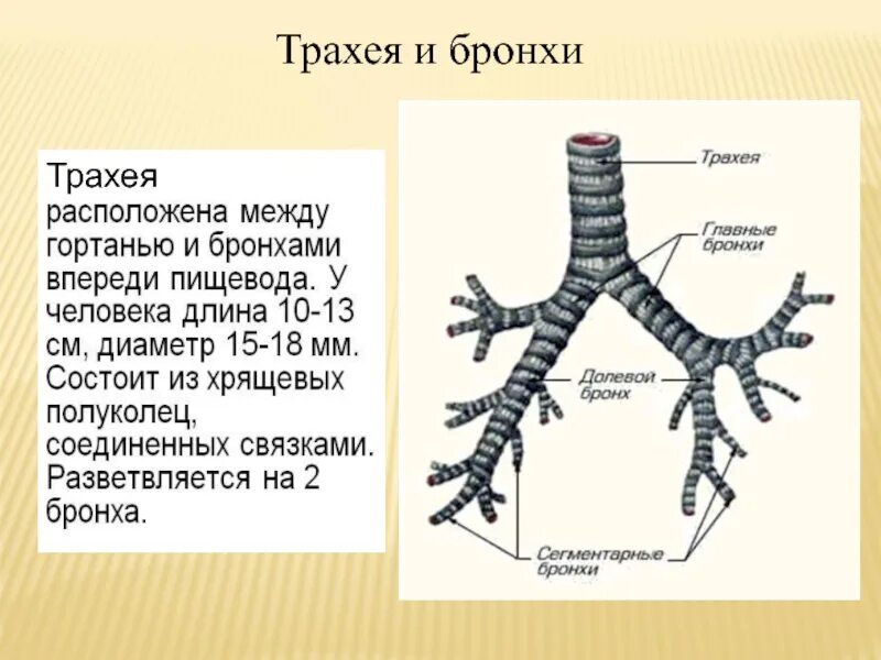 Функции трахеи. Строение трахеи и бронхов анатомия. Трахея анатомия латынь.