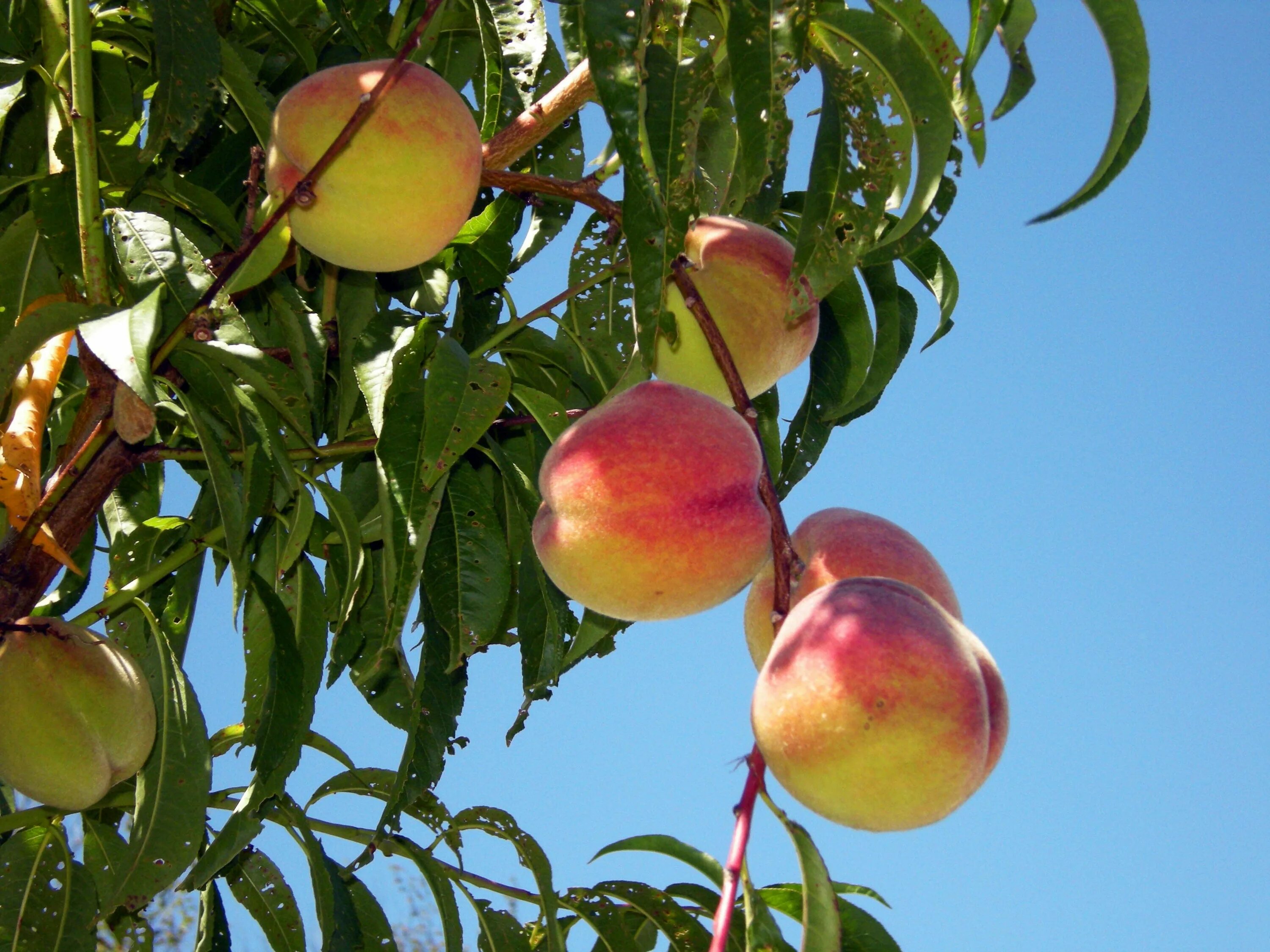 Peach tree