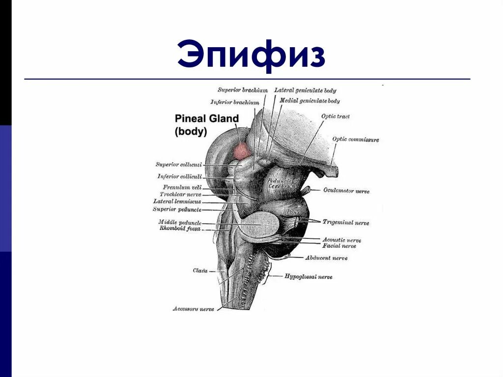 Пинеальная железа это. Шишковидная железа строение анатомия. Эпифиз строение анатомия. Наружное строение эпифиза. Шишковидное тело строение анатомия.