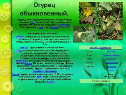 Систематические категории огурца обыкновенного
