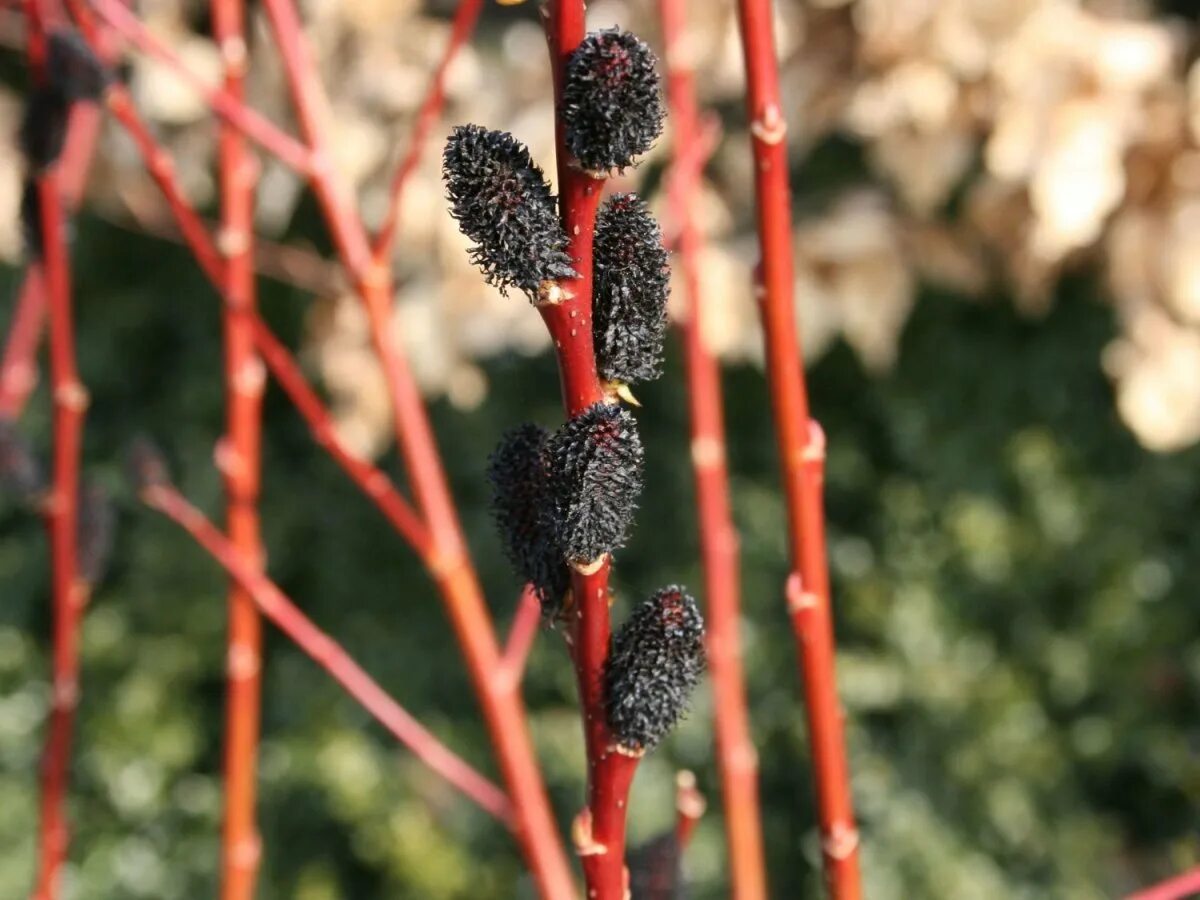 Ива тонкостолбиковая melanostachys. Ива тонкостолбиковая/Salix gracilistyla 'melanostachys'. Ива тонкостолбиковая Salix gracilistyla. Ива тонкостолбиковая Маунт АСО. Ива тонкостолбиковая маунт