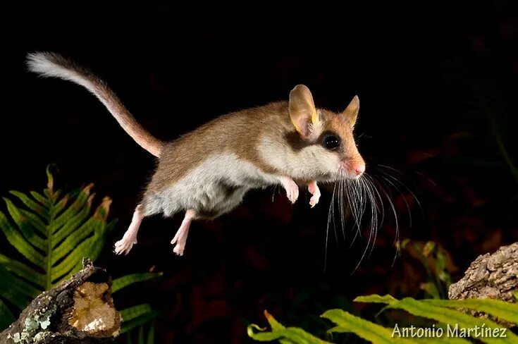 Rats wreak havoc on island ecosystems