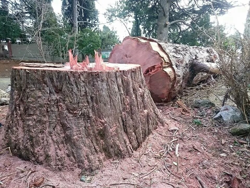 Спилил огромное дерево