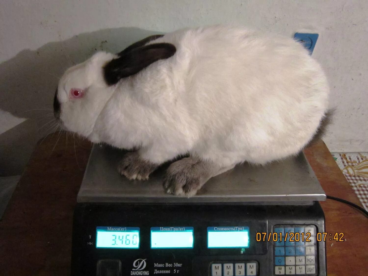 Весы кролик какие. Вес Калифорнийского кролика. Кролик весы. Калифорниец кролик вес. Вес крольчих.