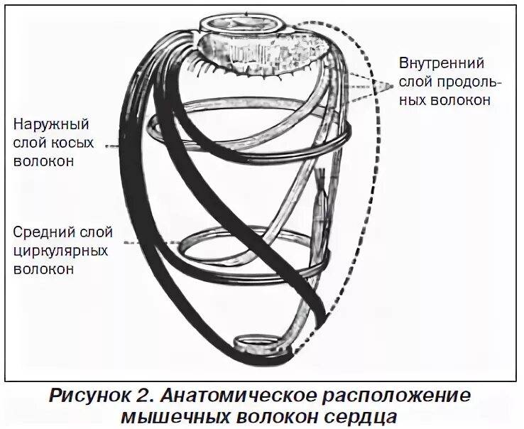 Кольцевой слой. Средний кольцевой слой миокарда рисунок. Циркулярный слой и круговой разница.