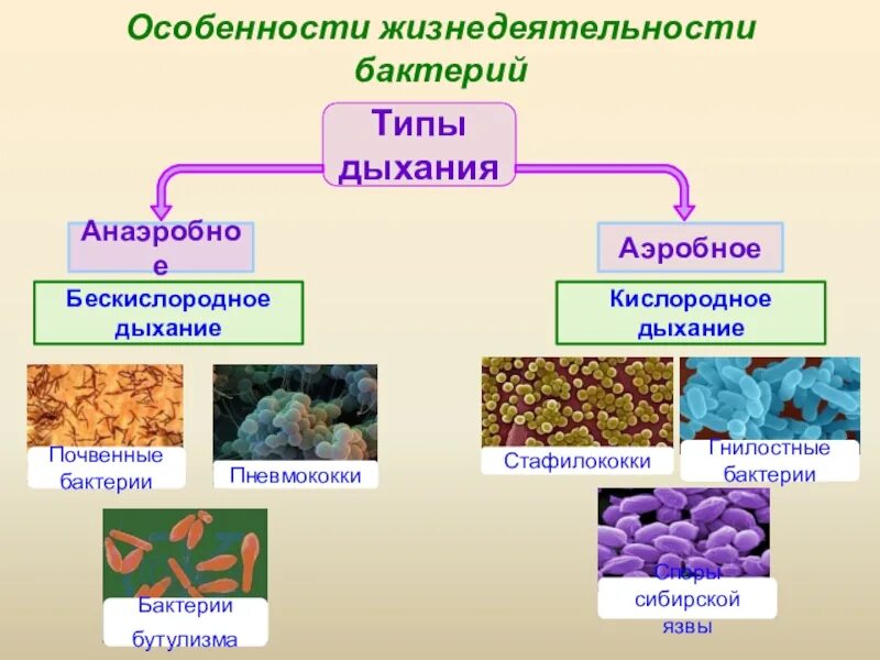 К какой группе обитателей почвы относятся микроорганизмы. Аэробные формы микроорганизмов. Аэробные и анаэробные организмы. Аэробные и анаэробные микроорганизмы. Аэробные бактерии.