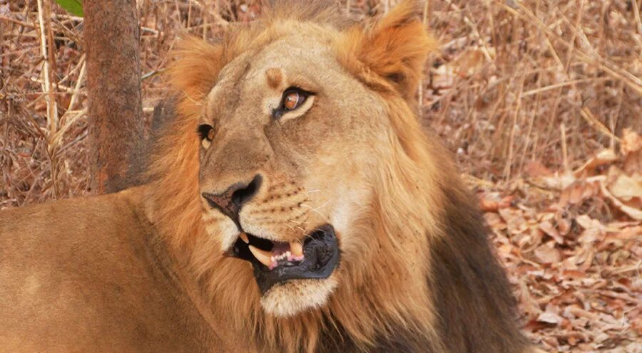 Лев с большими ушами. Азиатский лев и африканский лев. Блэк прайд лев. Лев (panthera leo). Сенегальский лев фото.