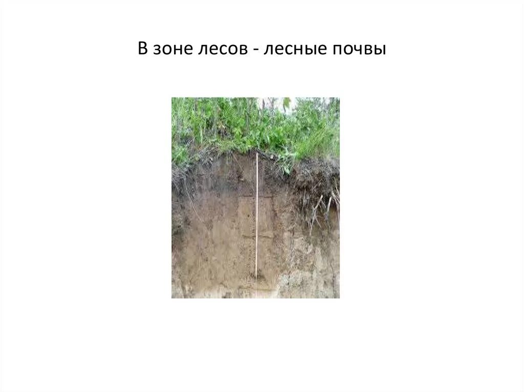 Типы почв характерны для смешанных лесов. Почвы Лесной зоны. Лесная почва. Лесная зона Тип почвы. Почвы тайги.