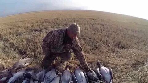 Охота на гуся осенью видео