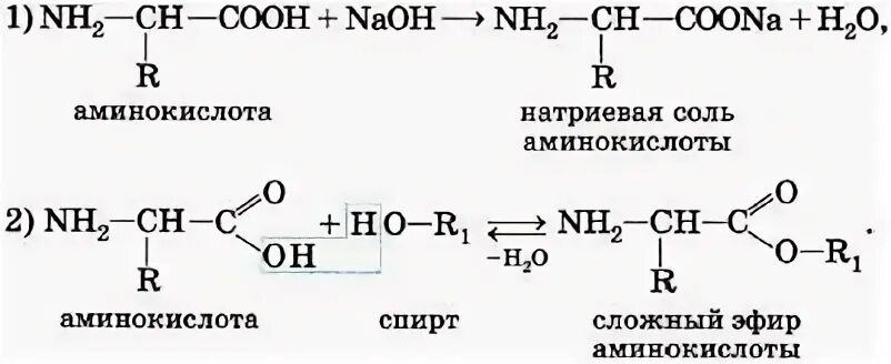 Что образуется из аминокислот. Взаимодействие аминокислот с аминами реакции. взаимодействие аминокислот со спиртами.