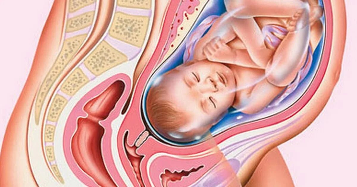 Маловодии 38 неделя. Ребенок в третьем триместре расположение в животе. Ребёнок в утробе матери матка. Изображение матки для детей.