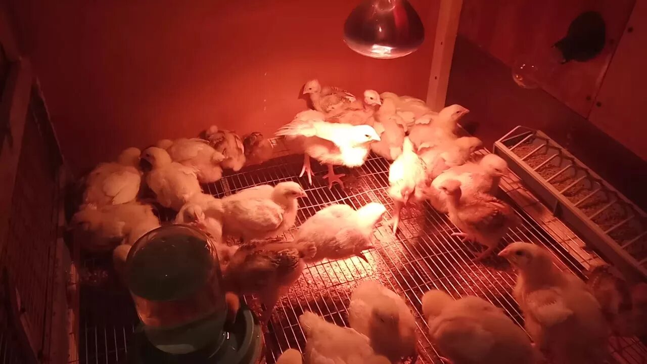 Выключать ли свет цыплятам на ночь. Помещение для цыплят. Красная лампа для цыплят бройлеров. Красная лампа для бройлеров. Инфракрасные лампы для цыплят бройлеров.